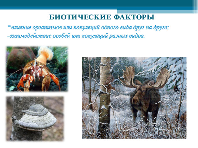 БИОТИЧЕСКИЕ ФАКТОРЫ  