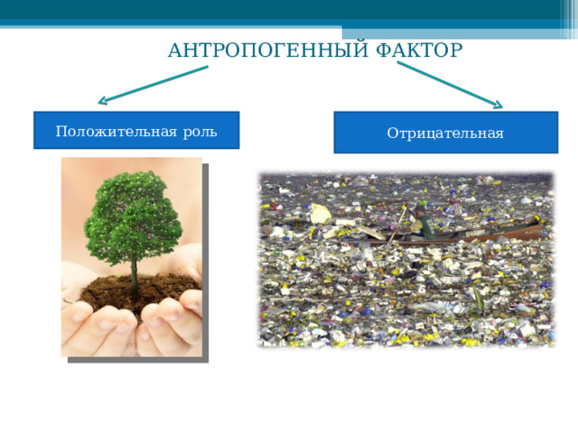 АНТРОПОГЕННЫЙ ФАКТОР Положительная роль Отрицательная 