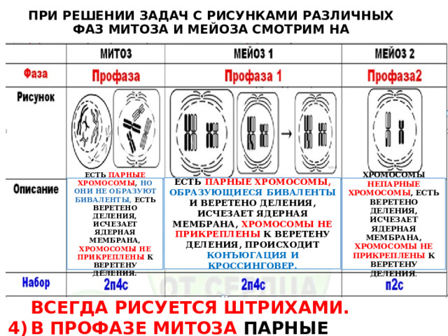 ПРИ РЕШЕНИИ ЗАДАЧ С РИСУНКАМИ РАЗЛИЧНЫХ ФАЗ МИТОЗА И МЕЙОЗА СМОТРИМ НА НАЛИЧИЕ(ОТСУТСТВИЕ) ГОМОЛОГИЧНЫХ ХРОМОСОМ : ОНИ ВСЕГДА ЕСТЬ ПРИ МИТОЗЕ И МЕЙОЗЕ I, ВСЕГДА ОТСУТСТВУЮТ В МЕЙОЗЕ II , ТАК КАК ПОСЛЕ ПЕРВОГО ДЕЛЕНИЯ ОНИ РАЗОШЛИСЬ В РАЗНЫЕ КЛЕТКИ (ПЕРВОЕ ДЕЛЕНИЕ МЕЙОЗА- РЕДУКЦИОННОЕ!) НАЛИЧИЕ КРОССИНГОВЕРА – ЭТО ОДНОЗНАЧНО МЕЙОЗ . Но ЭТО НЕ РЕШАЮЩИЙ ПРИЗНАК! (СМ. РИС. МЕТАФАЗЫ II, АНАФАЗЫ II) В ПРОФАЗАХ ЯДЕРНАЯ МЕМБРАНА ВСЕГДА РИСУЕТСЯ ШТРИХАМИ. В ПРОФАЗЕ МИТОЗА ПАРНЫЕ ХРОМОСОМЫ РАСПОЛОЖЕНЫ ХАОТИЧНО, А В ПРОФАЗЕ I – ПАРАМИ.  ЕСТЬ ПАРНЫЕ ХРОМОСОМЫ, ОБРАЗУЮЩИЕСЯ БИВАЛЕНТЫ И ВЕРЕТЕНО ДЕЛЕНИЯ, ИСЧЕЗАЕТ ЯДЕРНАЯ МЕМБРАНА, ХРОМОСОМЫ НЕ ПРИКРЕПЛЕНЫ К ВЕРЕТЕНУ ДЕЛЕНИЯ, ПРОИСХОДИТ КОНЪЮГАЦИЯ И КРОССИНГОВЕР. ЕСТЬ ПАРНЫЕ ХРОМОСОМЫ , НО ОНИ НЕ ОБРАЗУЮТ БИВАЛЕНТЫ, ЕСТЬ ВЕРЕТЕНО ДЕЛЕНИЯ, ИСЧЕЗАЕТ ЯДЕРНАЯ МЕМБРАНА, ХРОМОСОМЫ НЕ ПРИКРЕПЛЕНЫ К ВЕРЕТЕНУ ДЕЛЕНИЯ. ХРОМОСОМЫ НЕПАРНЫЕ ХРОМОСОМЫ , ЕСТЬ ВЕРЕТЕНО ДЕЛЕНИЯ, ИСЧЕЗАЕТ ЯДЕРНАЯ МЕМБРАНА, ХРОМОСОМЫ НЕ ПРИКРЕПЛЕНЫ К ВЕРЕТЕНУ ДЕЛЕНИЯ . 