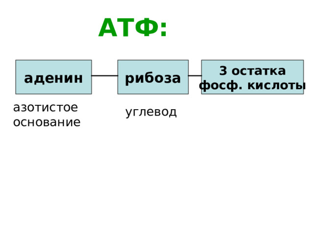 АТФ: аденин рибоза 3 остатка фосф. кислоты азотистое основание углевод 