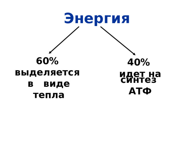  Энергия 60% выделяется в виде тепла 40% идет на синтез АТФ 