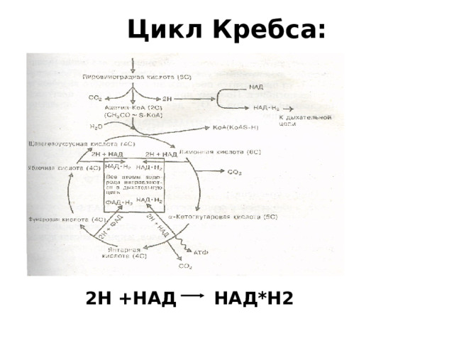 Цикл Кребса: 2Н +НАД НАД*Н2 