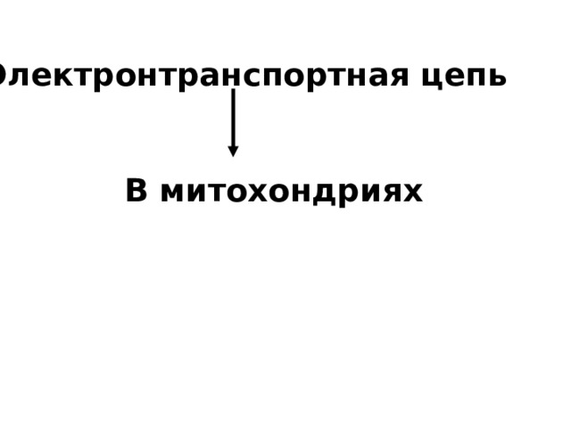 Электронтранспортная цепь  В митохондриях 
