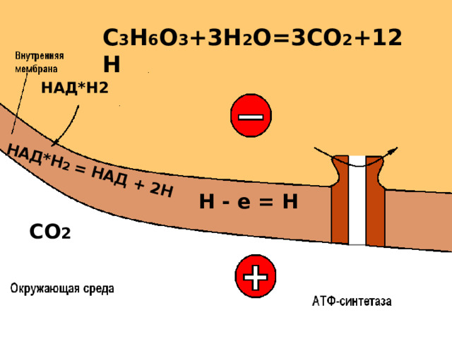 НАД*Н 2 = НАД + 2Н C 3 H 6 O 3 +3H 2 O=3CO 2 +1 2 H НАД*Н2 Н - е = Н СО 2 
