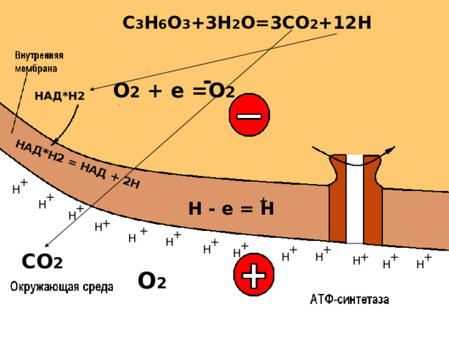 НАД*Н2 = НАД + 2Н C 3 H 6 O 3 +3H 2 O=3CO 2 +1 2 H - О 2 + е =О 2 НАД*Н2 + Н - е = Н     СО 2 О 2 