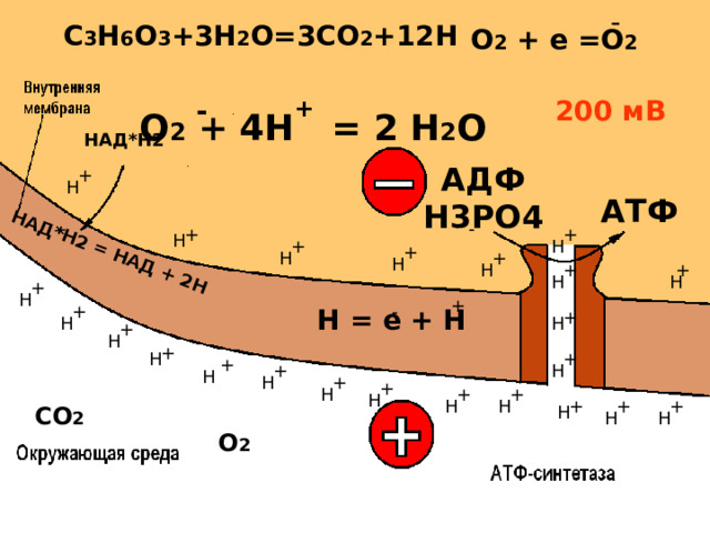 - НАД*Н2 = НАД + 2Н C 3 H 6 O 3 +3H 2 O=3CO 2 +1 2 H О 2 + е =О 2 200 мВ + - О 2 + 4Н = 2 Н 2 О НАД*Н2 АДФ Н3РО4 АТФ - - Н = е + Н СО 2 О 2 