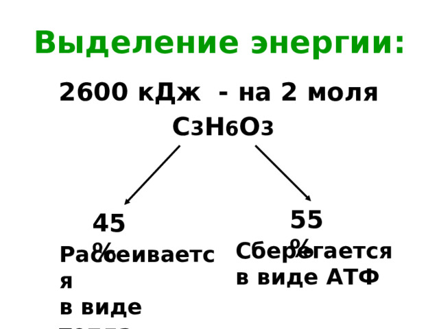 Выделение энергии: 2600 кДж - на 2 моля С 3 Н 6 О 3    55%  45% Сберегается в виде АТФ  Рассеивается в виде тепла 