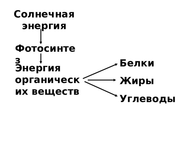 Солнечная энергия Фотосинтез Белки Жиры Углеводы Энергия органических веществ 