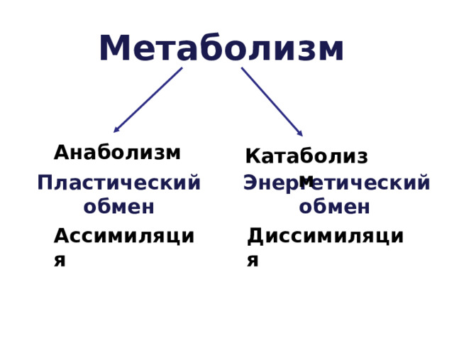  Метаболизм Анаболизм Катаболизм Пластический обмен Энергетический  обмен  Ассимиляция Диссимиляция 