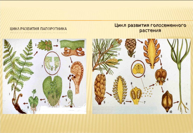 Цикл развития голосеменного растения 