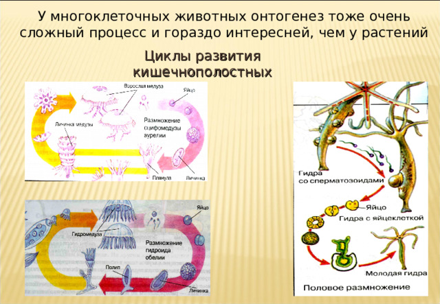 У многоклеточных животных онтогенез тоже очень сложный процесс и гораздо интересней, чем у растений Циклы развития кишечнополостных 