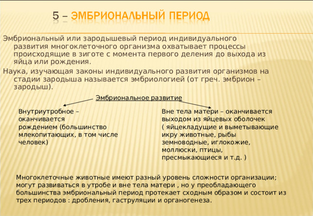 Эмбриональный или зародышевый период индивидуального развития многоклеточного организма охватывает процессы происходящие в зиготе с момента первого деления до выхода из яйца или рождения. Наука, изучающая законы индивидуального развития организмов на стадии зародыша называется эмбриологией (от греч. эмбрион – зародыш). Эмбриональное развитие Внутриутробное – оканчивается рождением (большинство млекопитающих, в том числе человек) Вне тела матери – оканчивается выходом из яйцевых оболочек ( яйцекладущие и выметывающие икру животные, рыбы земноводные, иглокожие, моллюски, птицы, пресмыкающиеся и т.д. ) Многоклеточные животные имеют разный уровень сложности организации; могут развиваться в утробе и вне тела матери , но у преобладающего большинства эмбриональный период протекает сходным образом и состоит из трех периодов : дробления, гаструляции и органогенеза. 