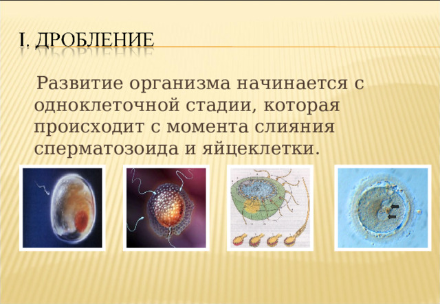  Развитие организма начинается с одноклеточной стадии, которая происходит с момента слияния сперматозоида и яйцеклетки. 