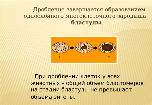  Дробление завершается образованием однослойного многоклеточного зародыша – бластулы .  При дроблении клеток у всех животных – общий объем бластомеров на стадии бластулы не превышает объема зиготы.  