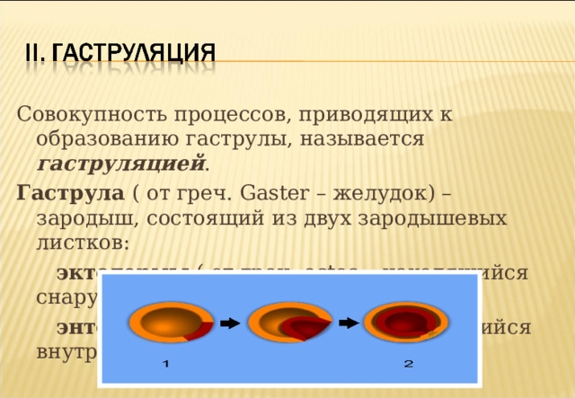 Совокупность процессов, приводящих к образованию гаструлы, называется гаструляцией . Гаструла ( от греч. Gaster – желудок) – зародыш, состоящий из двух зародышевых листков:  эктодермы ( от греч. ectos – находящийся снаружи);  энтодермы ( от греч. entos – находящийся внутри);  