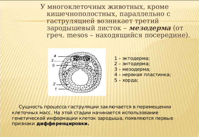 У многоклеточных животных, кроме кишечнополостных, параллельно с гаструляцией возникает третий зародышевый листок – мезодерма (от греч. mesos – находящийся посередине). 1 – эктодерма; 2 – энтодерма; 3 – мезодерма; 4 – нервная пластинка; 5 – хорда;  Сущность процесса гаструляции заключается в перемещении клеточных масс. На этой стадии начинается использование генетической информации клеток зародыша, появляются первые признаки дифференцировки. 