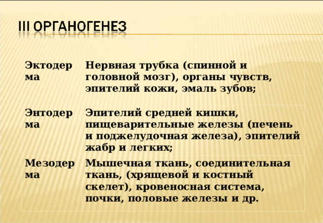 Эктодерма Нервная трубка (спинной и головной мозг), органы чувств, эпителий кожи, эмаль зубов; Энтодерма Эпителий средней кишки, пищеварительные железы (печень и поджелудочная железа), эпителий жабр и легких; Мезодерма Мышечная ткань, соединительная ткань, (хрящевой и костный скелет), кровеносная система, почки, половые железы и др. 