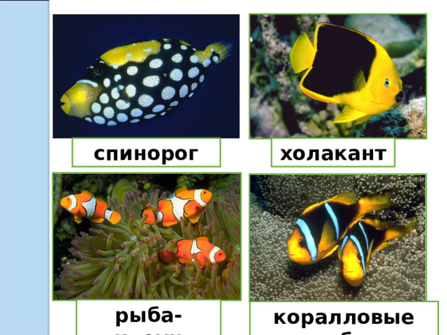 спинорог холакант рыба-клоун коралловые рыбки 