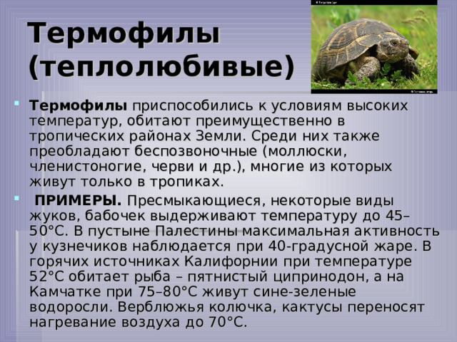 Термофилы (теплолюбивые) Термофилы  приспособились к условиям высоких температур, обитают преимущественно в тропических районах Земли. Среди них также преобладают беспозвоночные (моллюски, членистоногие, черви и др.), многие из которых живут только в тропиках.   ПРИМЕРЫ.  Пресмыкающиеся, некоторые виды жуков, бабочек выдерживают температуру до 45–50°С. В пустыне Палестины максимальная активность у кузнечиков наблюдается при 40-градусной жаре. В горячих источниках Калифорнии при температуре 52°С обитает рыба – пятнистый ципринодон, а на Камчатке при 75–80°С живут сине-зеленые водоросли. Верблюжья колючка, кактусы переносят нагревание воздуха до 70°С. 