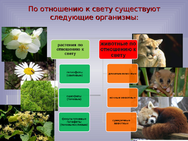 По отношению к свету существуют следующие организмы:   
