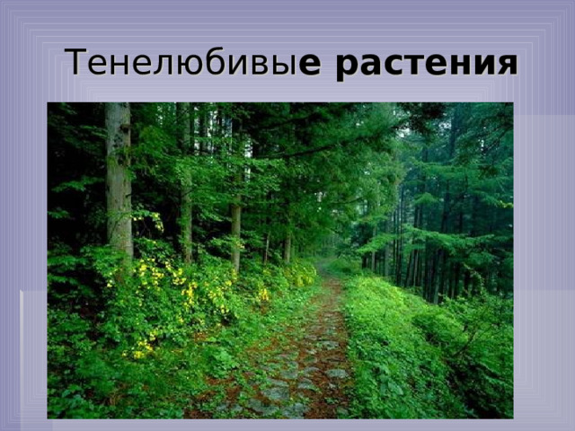 Тенелюбивы е растения 