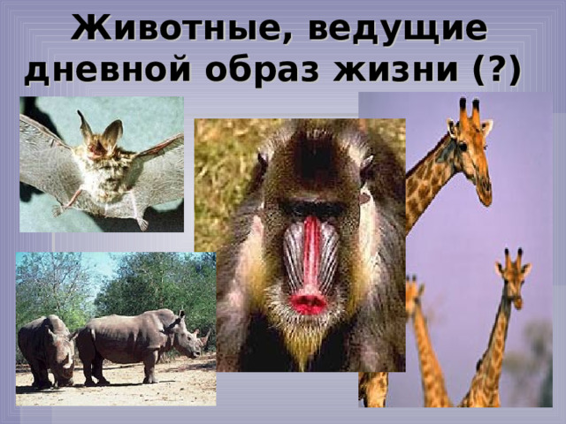 Животные, ведущие дневной образ жизни (?) 