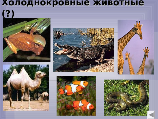 Холоднокровные животные (?)  