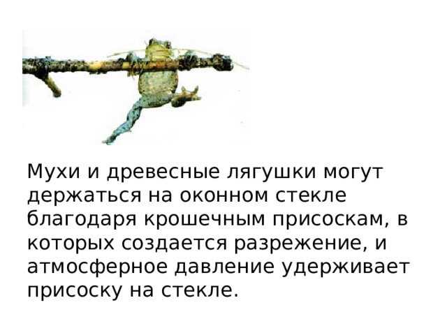 Мухи и древесные лягушки могут держаться на оконном стекле благодаря крошечным присоскам, в которых создается разрежение, и атмосферное давление удерживает присоску на стекле. 