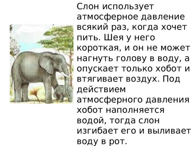 Слон использует атмосферное давление всякий раз, когда хочет пить. Шея у него короткая, и он не может нагнуть голову в воду, а опускает только хобот и втягивает воздух. Под действием атмосферного давления хобот наполняется водой, тогда слон изгибает его и выливает воду в рот. 