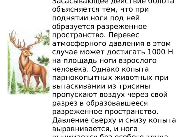 Засасывающее действие болота объясняется тем, что при поднятии ноги под ней образуется разреженное пространство. Перевес атмосферного давления в этом случае может достигать 1000 Н на площадь ноги взрослого человека. Однако копыта парнокопытных животных при вытаскивании из трясины пропускают воздух через свой разрез в образовавшееся разреженное пространство. Давление сверху и снизу копыта выравнивается, и нога вынимается без особого труда. 