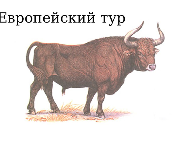 Европейский тур