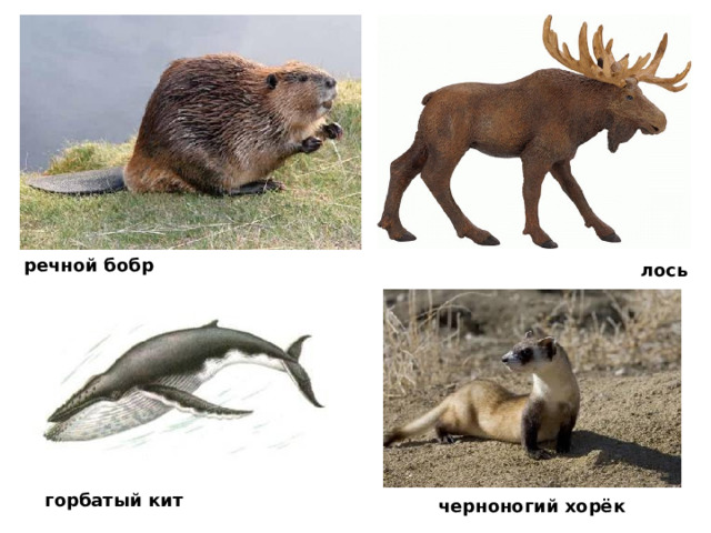 речной бобр лось горбатый кит черноногий хорёк
