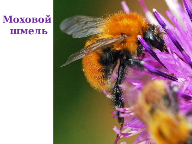 Моховой  шмель