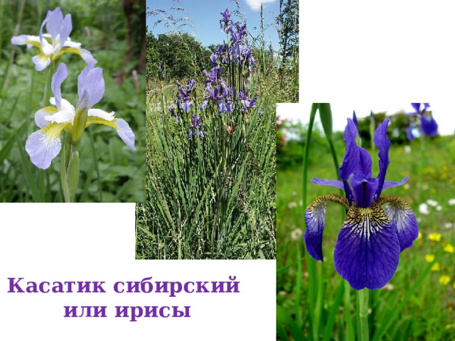 Касатик сибирский  или ирисы