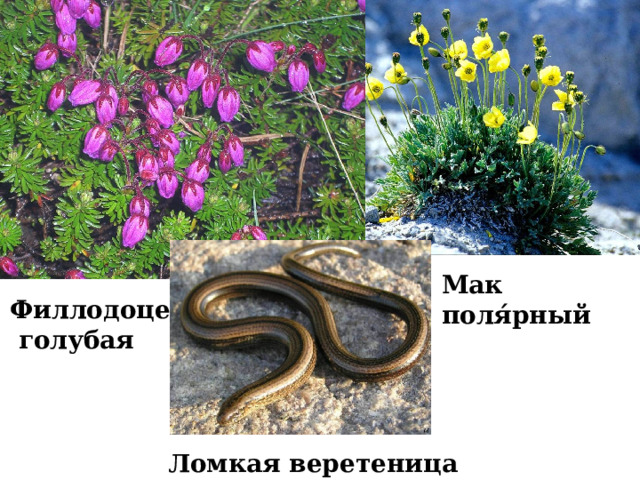 Мак поля́рный Филлодоце  голубая Ломкая веретеница