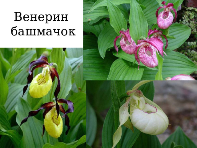 Венерин башмачок