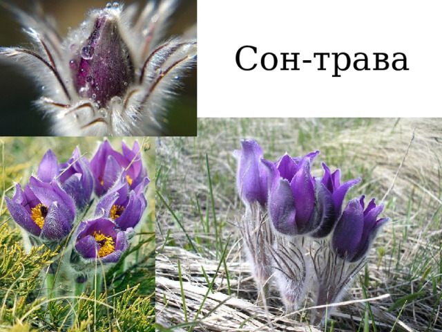 Сон-трава