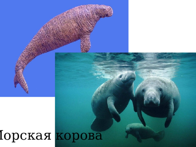 Морская корова
