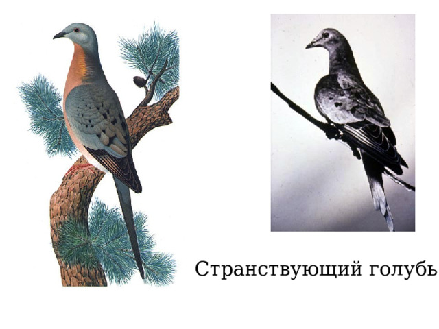Странствующий голубь