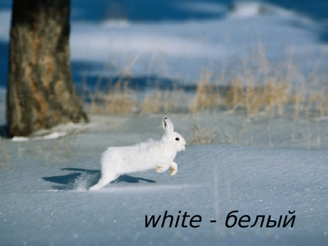 white - белый 