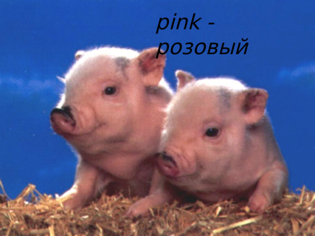 pink - розовый 