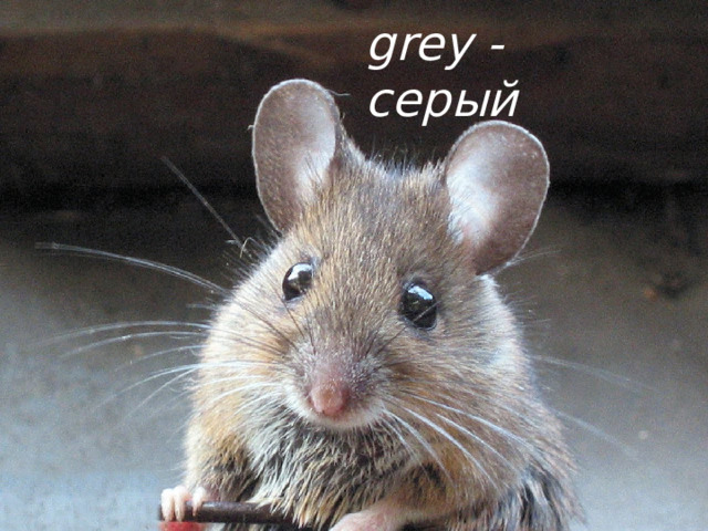 grey - серый 
