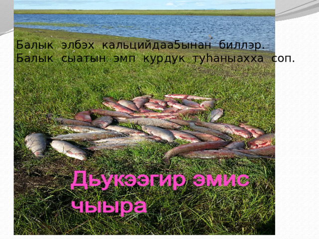 Балык элбэх кальцийдаа5ынан биллэр. Балык сыатын эмп курдук туhаныахха соп. 