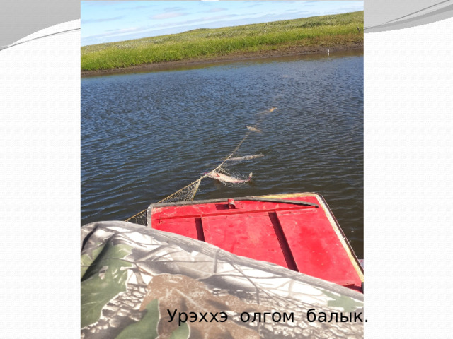  Урэххэ олгом балык. 
