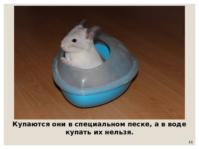 Купаются они в специальном песке, а в воде купать их нельзя.  