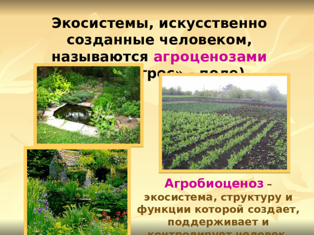 Экосистемы, искусственно созданные человеком, называются агроценозами (греч. «агрос» - поле). Агробиоценоз  – экосистема, структуру и функции которой создает, поддерживает и контролирует человек. 