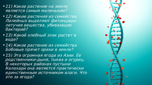 11) Какое растение на земле является самым маленьким? 12) Какие растения из семейства Лилейных выделяют фитонциды-летучие вещества, убивающие бактерий? 13) Какой хлебный злак растет в воде? 14) Какое растение из семейства Бобовые прячет орехи в земле? 15) Эта огромная ягода из Азии. Ее родственники-дыня, тыква и огурец. В некоторых районах пустыни Калахари она является практически единственным источником влаги. Что это за ягода? 