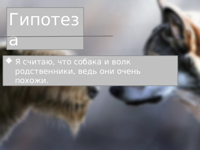Гипотеза Я считаю, что собака и волк родственники, ведь они очень похожи. 