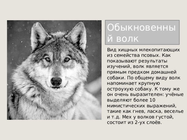 Обыкновенный волк Вид хищных млекопитающих из семейства псовых. Как показывают результаты изучений, волк является прямым предком домашней собаки. По общему виду волк напоминает крупную остроухую собаку. К тому же он очень выразителен: учёные выделяют более 10 мимистических выражений, такие как гнев, ласка, веселье и т.д. Мех у волков густой, состоит из 2-ух слоёв. 
