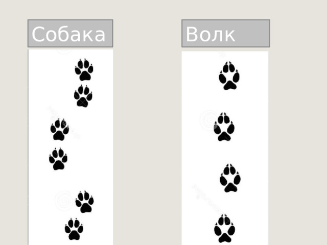 Волк Собака 